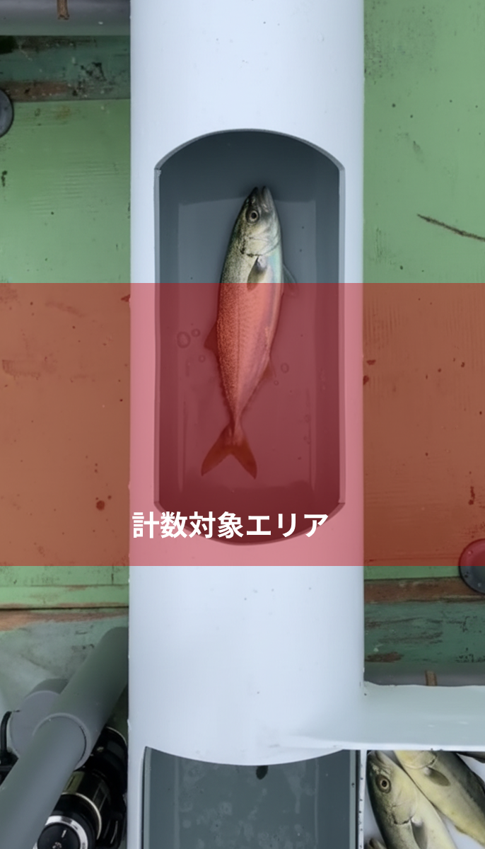 縦向き動画：計数対象エリアを魚が通過