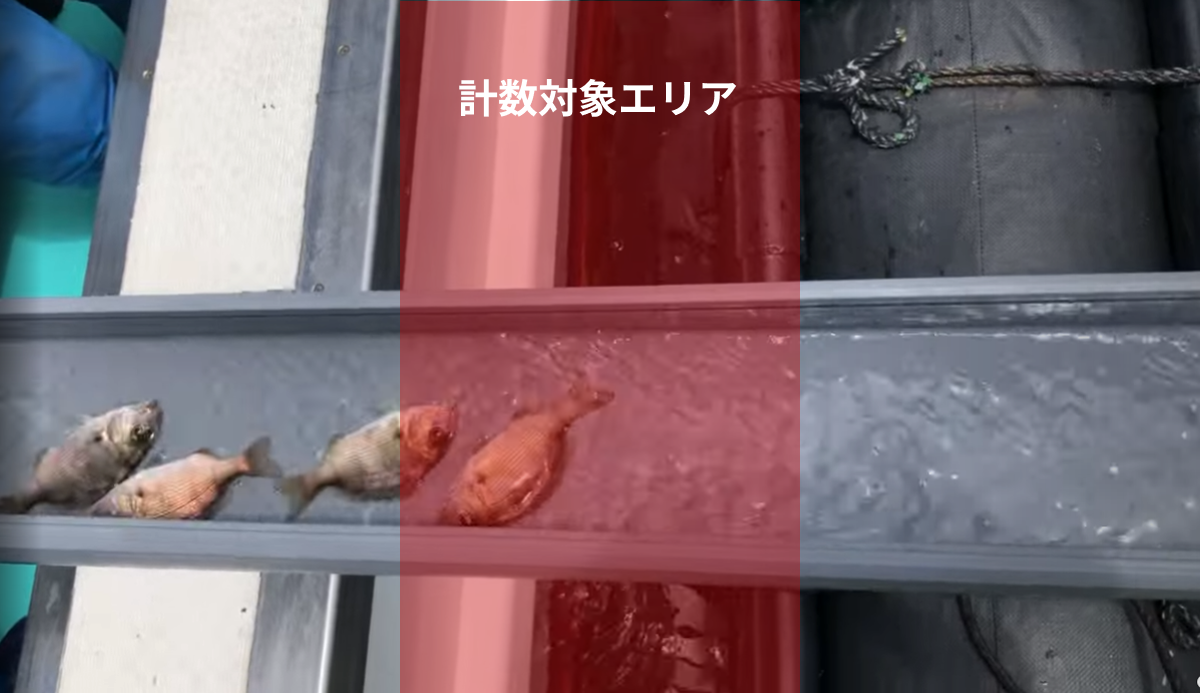 横向き動画：計数対象エリアを魚が通過